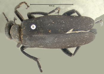 Media type: image;   Entomology 5097 Aspect: habitus dorsal view